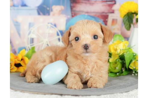 販売中の千葉県のミックス犬-388339の3枚目